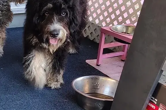 Lost female dog, Avon Park, Florida, Brandon — wearing a pink harness and leash - photo