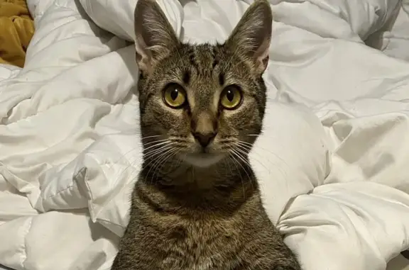 Missing cat Tampa, photo: Lost cat, Mallard Reserve Drive, 8630, Tampa — male with a white goatee