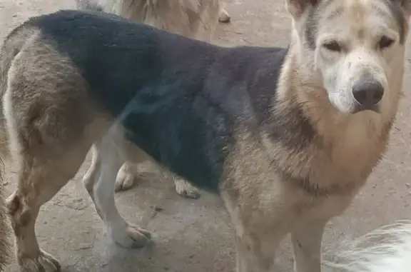 Lost dog, Snowy Orchid Drive, 740, DeSoto, Dallas — male husky mix - photo