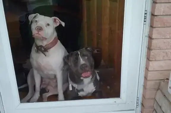 Lost female dog, Monarch Drive, 10119, St. Louis — large white American Stafford Terrier - photo