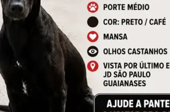 Cachorro perdido, Rua Pedro da Silveira, 434 — fêmea com pequeno friso branco - photo