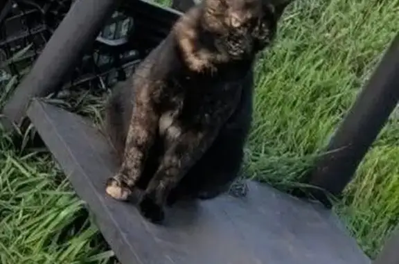 Lost female cat, Cedar Street, 522, City of Kingston, Kingston — very vocal - photo