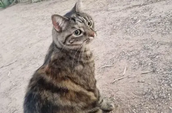 Lost female cat, Currawong Street, 1, Salisbury, Burton — black, brown and yellow stripes - photo