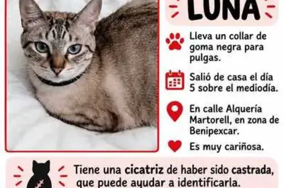 Gato perdido, Camí Alqueria de Martorell, Gandia — hembra castrada de ojos azules - photo