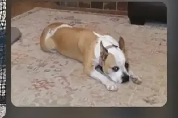 Lost dog, female, Globe-Show L...