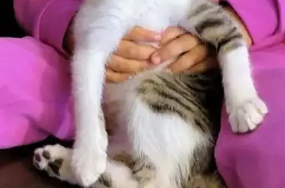 Missing cat Moore, photo: Lost male cat, Northeast 21st Street, 709, Moore, Moore — white and gray