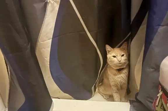 Lost cat, Pontiac Drive, 505,...
