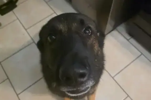 Lost dog, Indian Hills Drive, 917, Grand Prairie — friendly male dog named Loki - photo