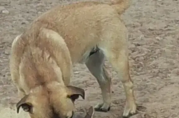 Lost dog, Navajo Route 26, Ari...