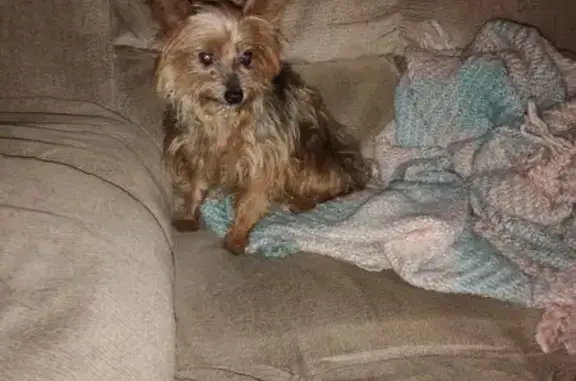 Lost female dog, Carrollton, G...