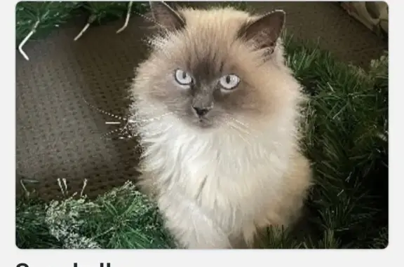 Lost pets North Kellyville, photo: Lost cat, female, Poole Road, 56, The Hills Shire Council, North Kellyville — cream/white ragdoll with blue eyes