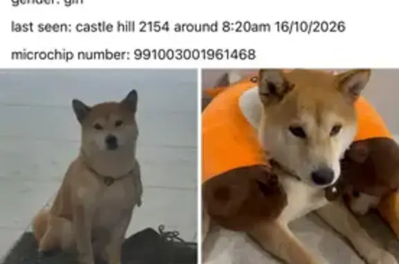 Lost pets Sydney, photo: Lost dog, female Shiba Inu, Lexington Drive, The Hills Shire Council, Sydney — very fast