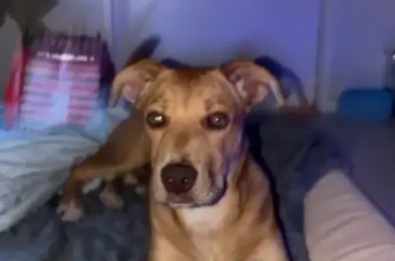 Lost pets Port Adelaide Enfield, photo: Lost Dog, High Street, 25, Charles Sturt, Port Adelaide Enfield — 6-month-old with hazel eyes and a white chest patch