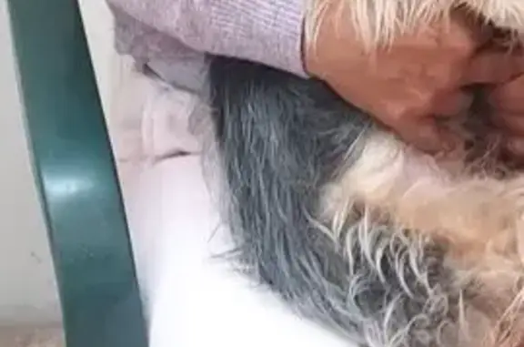 Perdido perro, Carrer de Sant Joan Baptista, 1, Torrent, Barcelona — perrita muy mayor y tranquila - photo