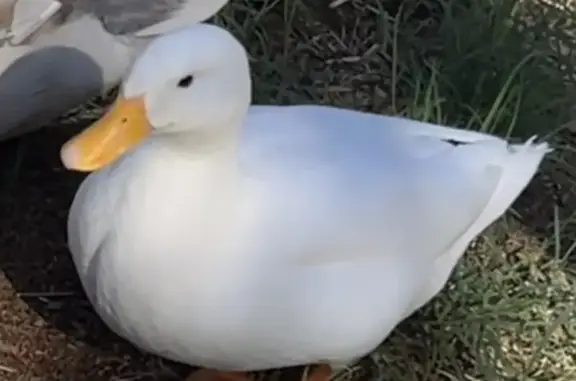 Lost female bird, Sandgate Road, 2249, Brisbane, Oxford Park — white and chatty - photo