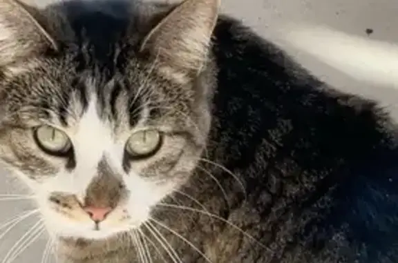Lost female cat, West Center S...