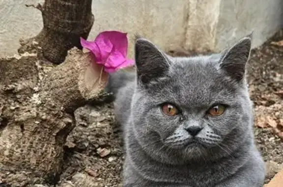 Gato perdido, hembra, Calle Jorge Luis Borges, 11, Motril — british shorthair gris - photo