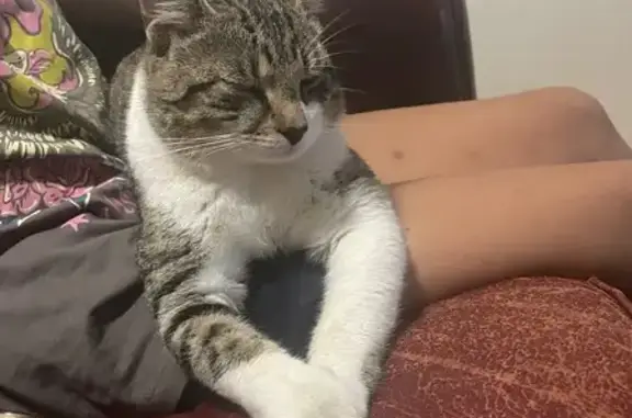 Lost cat, Monarch Circuit, 18, Penrith — male with a grey, white and black coat - photo