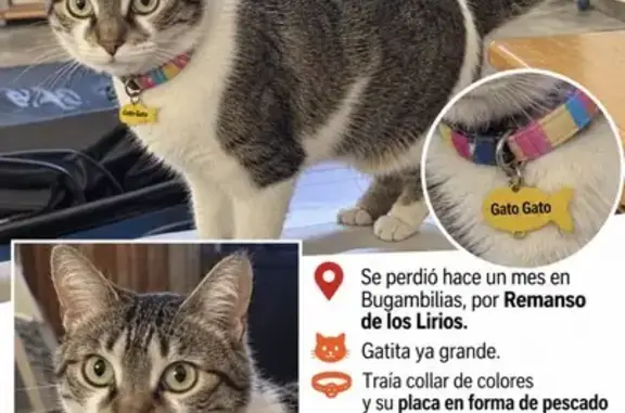 Gato perdido, hembra, Boulevard Bugambilias, Santa Ana Tepetitlán, Nicolas R Casillas — gatita adulta - photo