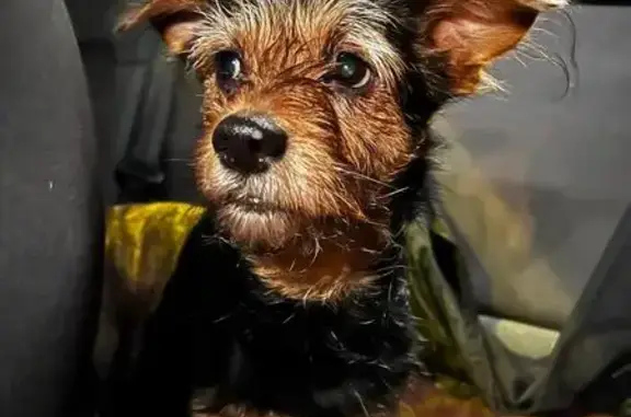 Perro perdido, Carrer Baixada de la Creueta, 2, Les Borges del Camp, Reus — hembra de 12 años - photo