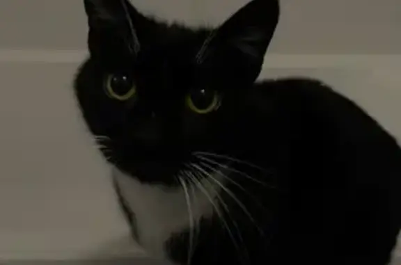 Lost male cat, Tinker Lane, 3, Rockingham — sweet, loving and skittish - photo