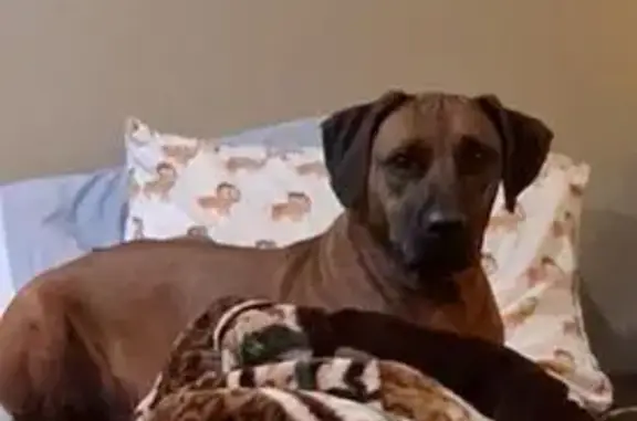 Lost pets Beaumont, photo: Lost dog, female, Iris Lane, 1095, Beaumont — Rhodesian Ridgeback with a black mask
