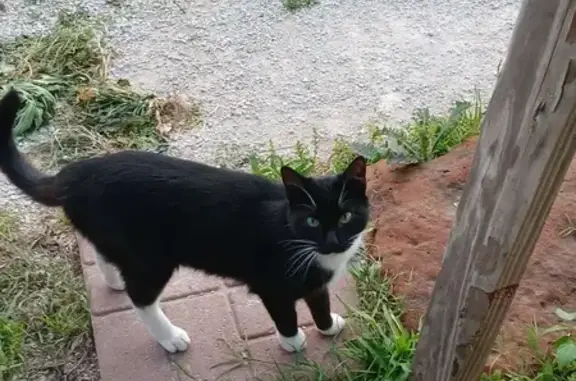 Lost cat, County Road 1248, Texas, Deport — male tuxedo cat - photo