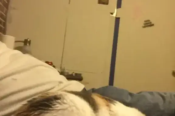 Lost cat, Memorial Drive, Two Rivers — friendly, shy female - photo