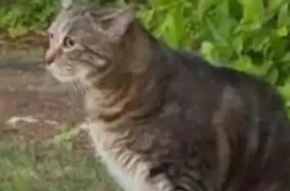 Lost male cat, Electric Avenue, 324, Lunenburg, Boston — brown and black tabby with white on his chin - photo