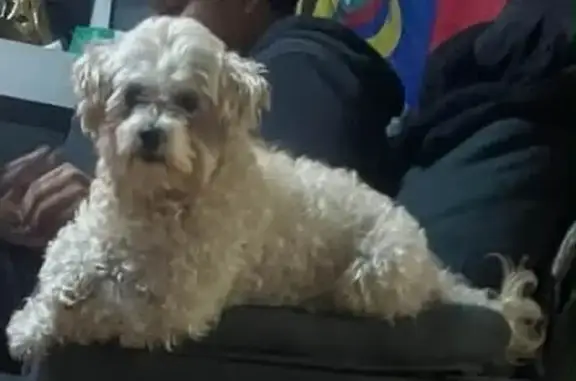 Lost dog, Astoria Boulevard, 99-10, Queens — 6-year-old white Maltipoo named Moonbeam - photo