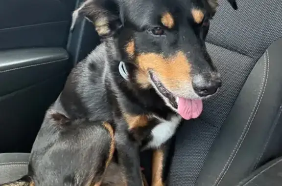 Lost Dog, Longview Road, 429, Danville — 14-year-old male mixed breed, responds to “HUP” - photo