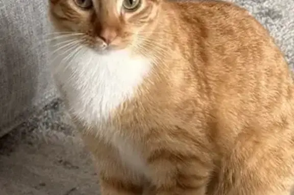 Missing cat Bossier City, photo: Lost cat, Dumaine Drive, 610, Bossier City — orange with white feet, answers to Teddy Bear