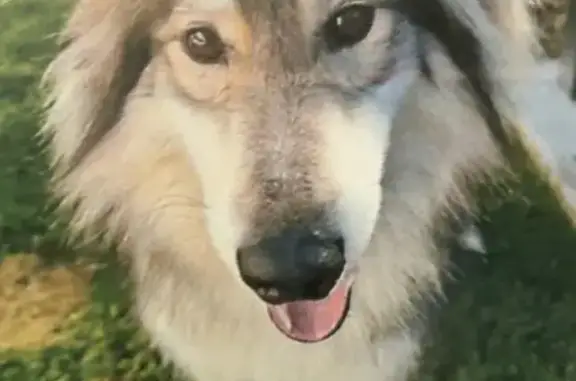 Missing dog Nampa, photo: Lost dog, North Stierman Way, Eagle, Nampa — male Aussie Shepherd mix