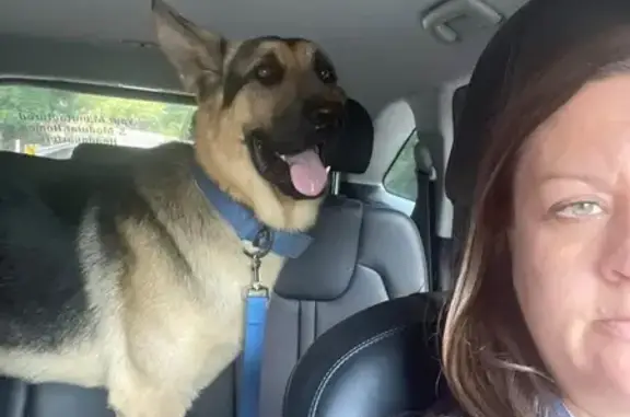 Lost dog, Dike, Texas, Greenville — very large German Shepherd with a blue collar - photo