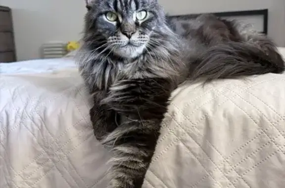 Lost cat, South Lyon Street, Santa Ana — female black tabby with long hair - photo