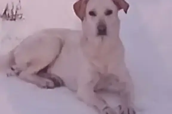 Lost dog, Calion, Arkansas, Fort Smith — female Labrador, off-white and light yellow - photo