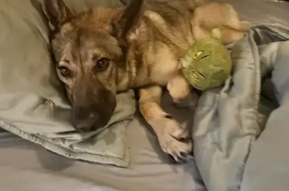 Lost female dog, Castleton Street, 10608, Fort Smith — sable German shepherd - photo