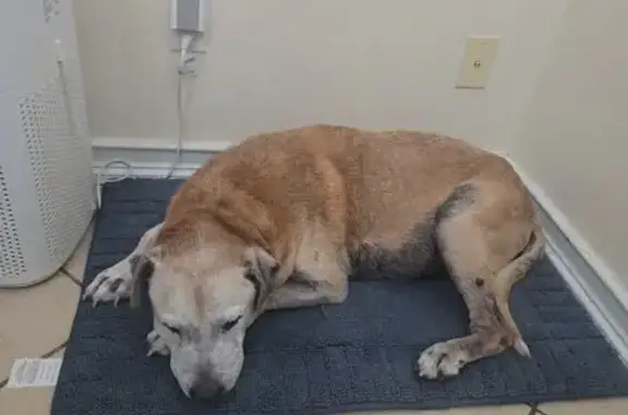 Lost Dog, Larchmont Road, 2771, Union — 14-year-old male dog - photo