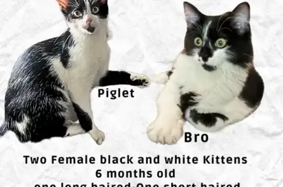 Lost cats, East South Street, 188, Lithopolis — two friendly female cats - photo