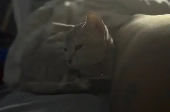 Lost male cat, Gardner Road, 16430, Waldorf, Baltimore — white with gray leopard spots - photo