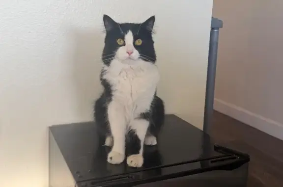 Lost cat, Oakhill Avenue Southeast, 1190, Salem — fluffy tuxedo cat with no collar - photo