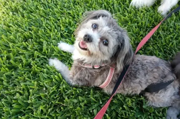 Lost dog, female, Lyncrest Drive, 20, Galveston — 7-year-old Yorkie Shih Tzu mix - photo