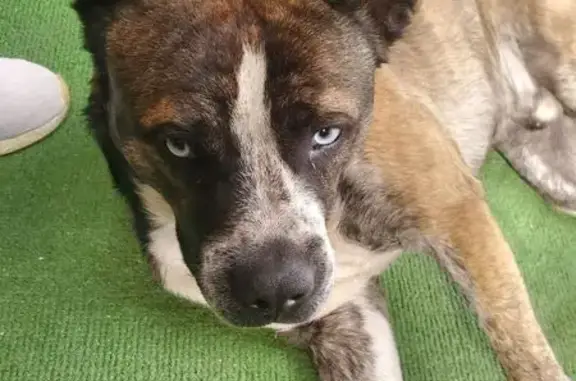 Perro encontrado, Calle Fermín...
