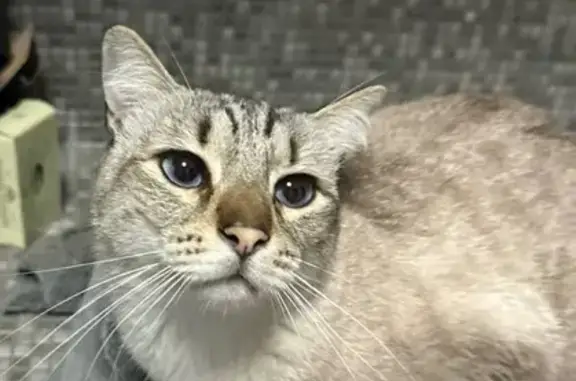 Gato perdido macho, Calle Mar Cantábrico, 34, Bétera, Valencia — ojos azules y muy cariñoso - photo