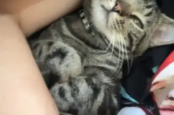 Lost cat, male, Park Circle, Lexington, Charlotte — black stripes and green eyes - photo