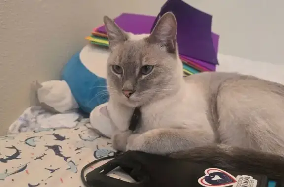 Missing cat Stockton, photo: Lost cat, E Flora Street, 1305, Stockton — male with a white and gray coat