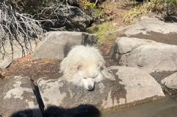 Lost dog, male, North 1300 West, 1200, Salt Lake City, West Jordan — about 23 lbs - photo