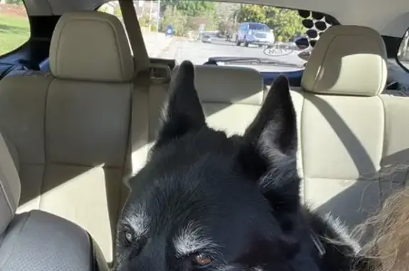 Found dog Glendora, photo: Found dog, North Loraine Avenue, Glendora — no tags