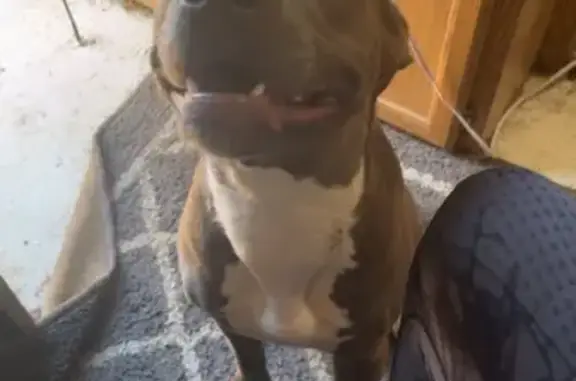 Lost dog, Delta, Ohio, Detroit — female puppy with four white sock feet - photo