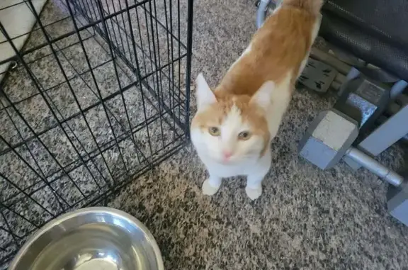 Found cat Las Vegas, photo: Found male cat, Andover Drive, Whitney, Las Vegas — orange and white, very friendly